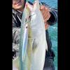 DAIWA Saltiga Assist SS Light Jigging 1cm Twin #10