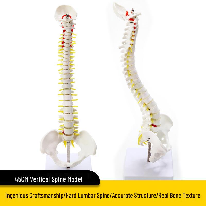 Adult 1:1 Human Spine Model for Chiropractic Practice - Cervical, Lumbar, and Skeleton Display