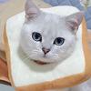 Fluffy Neck Collar