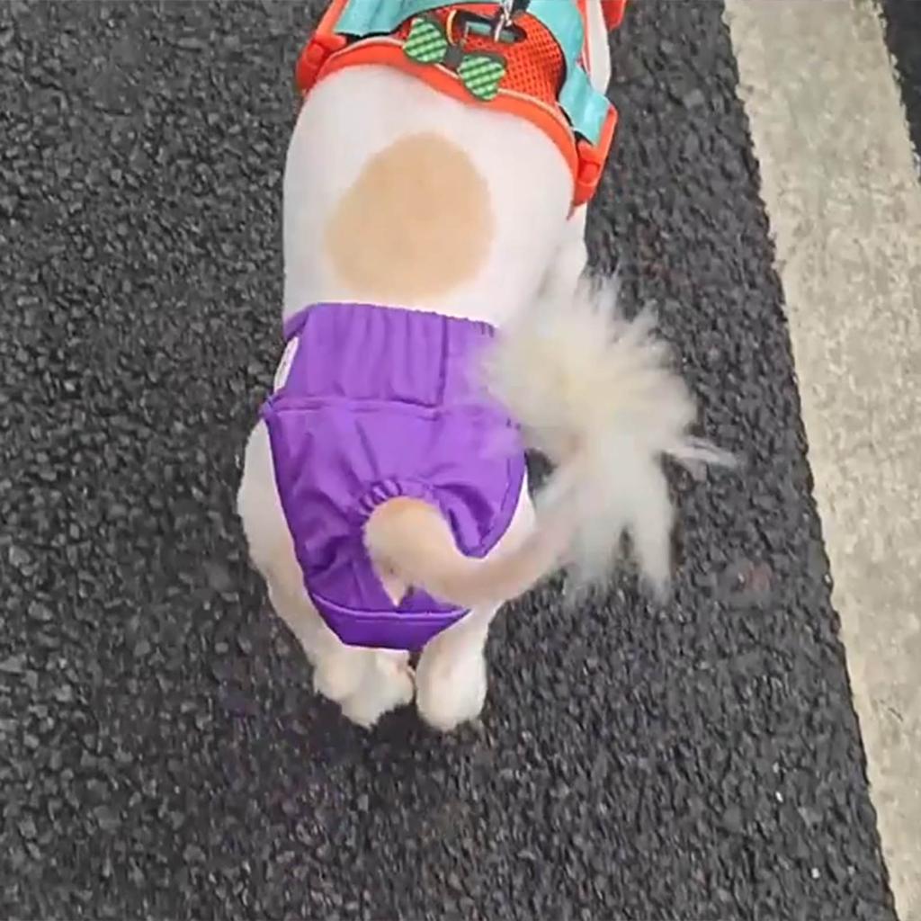 Durable Dog Diaper Sanitary Physiological Pants Washable Girls Dog Underwear Pet Dogs Supplies Dog Reusable Underwear