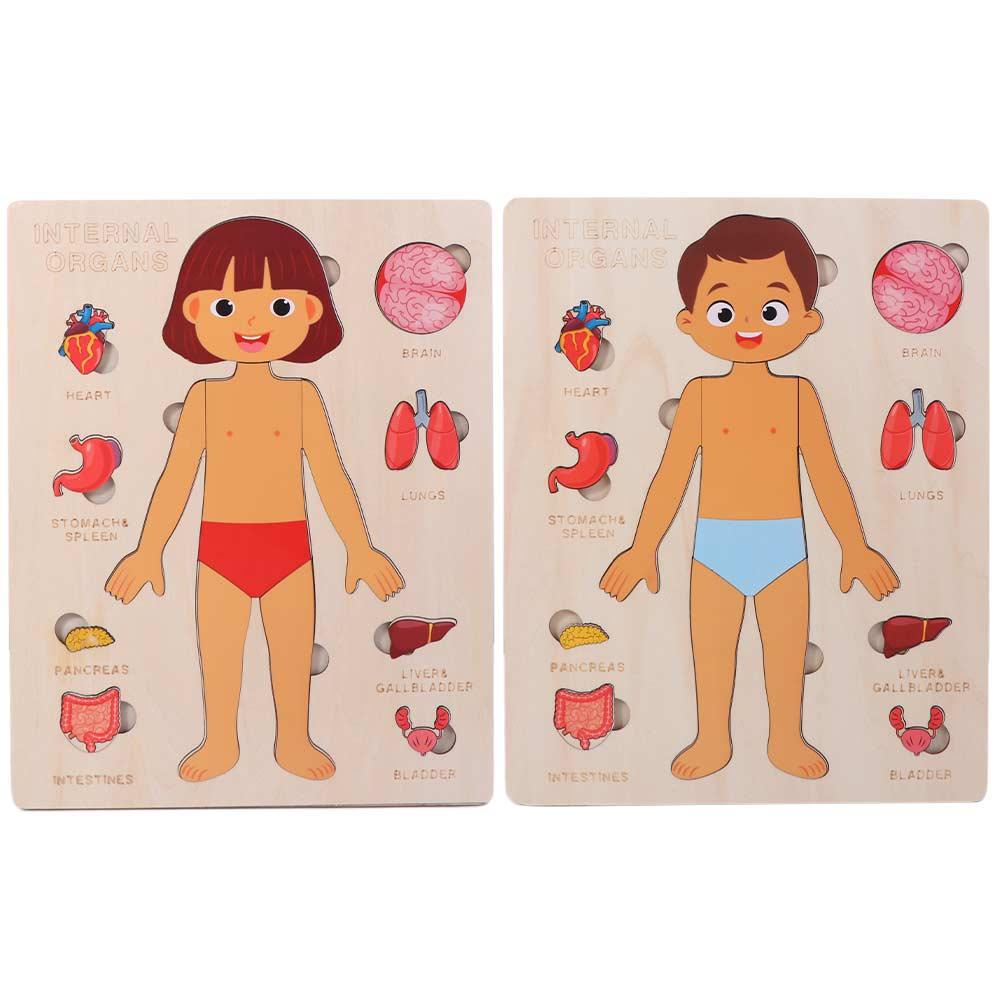 Boys Girls Wooden Human Body Puzzle Educational Anatomy Jigsaw  Cognitive Teaching Aids