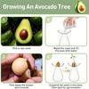 Avocado Hydroponic Vase Transparent Plant Propagation Station Glass Avocado Tree Flower Vase for Gardening Lovers