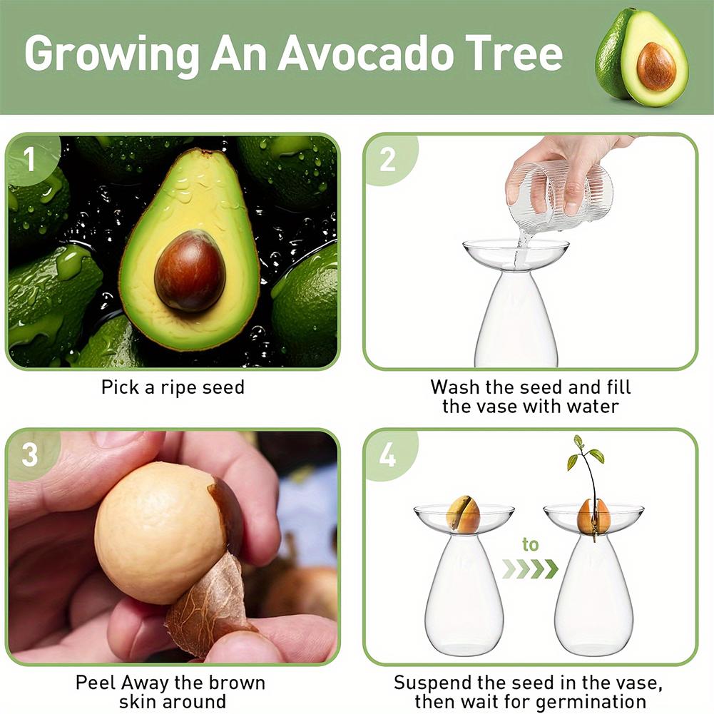 Avocado Hydroponic Vase Transparent Plant Propagation Station Glass Avocado Tree Flower Vase for Gardening Lovers