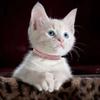 Crystal Diamond Rhinestone Pet Collar PU Leather Sparkling Cat Collar  for Pet Supplies