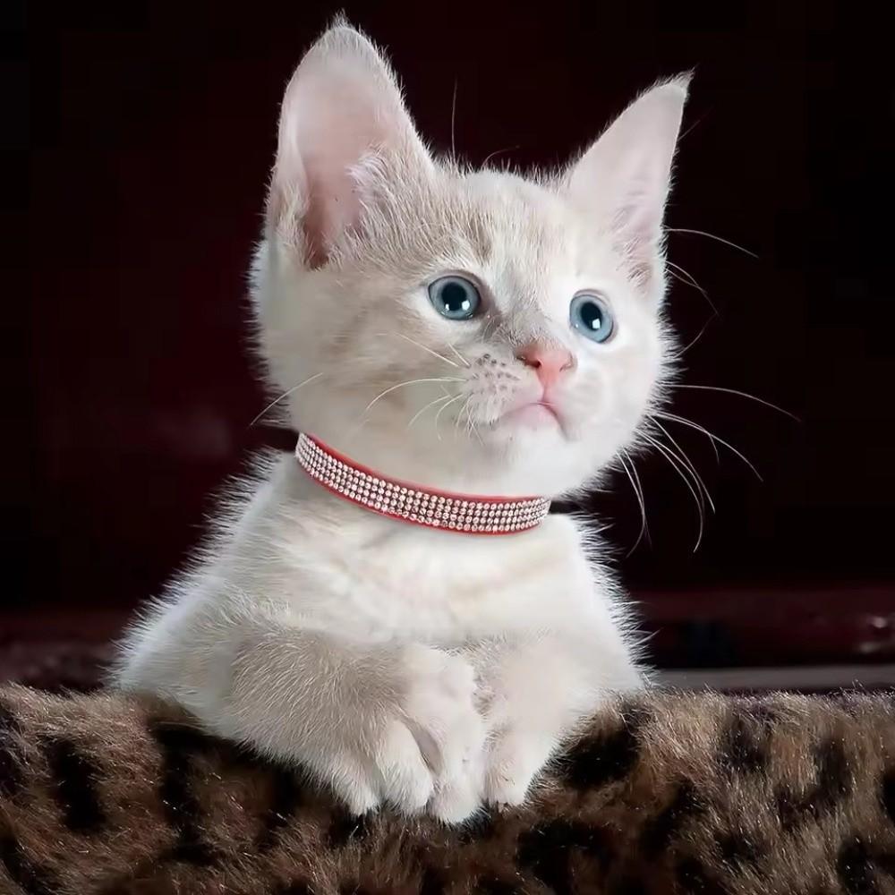 Crystal Diamond Rhinestone Pet Collar PU Leather Sparkling Cat Collar  for Pet Supplies