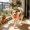 Squeaky Dog Ball Latex Textured Ball Dog Chew Toy Teeth Cleaning Toy for Large Medium Small Dogs Interactive Fetch