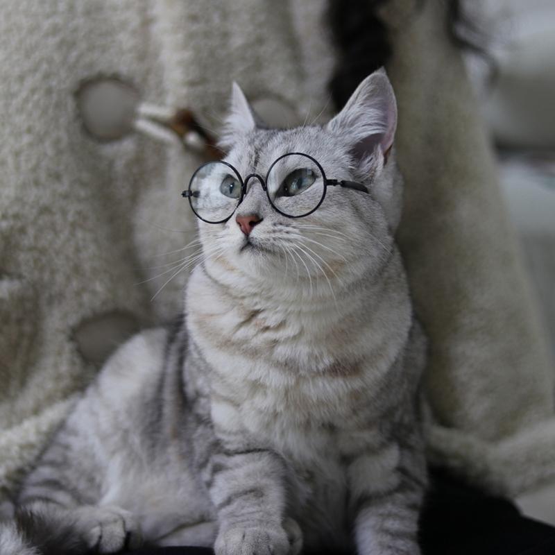 Cat Eye-wear Photos Props Accessories Cosplay Glasses Clear Lens Round Funny Clear Lens Round Glass Gift for Pet Puppy