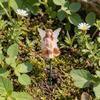 4 Pcs Fairy Garden Stake, Outdoor Resin Angel Figurine with Delicate Wings & Colorful Dress, Rust-Proof Metal Stake for Plant Pots,