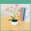 Artificial Orchid Bonsai With Phalaenopsis Aphrodite For Home Decor And Gift Giving