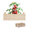 MidOcean Tomato Wooden Kit Seeds