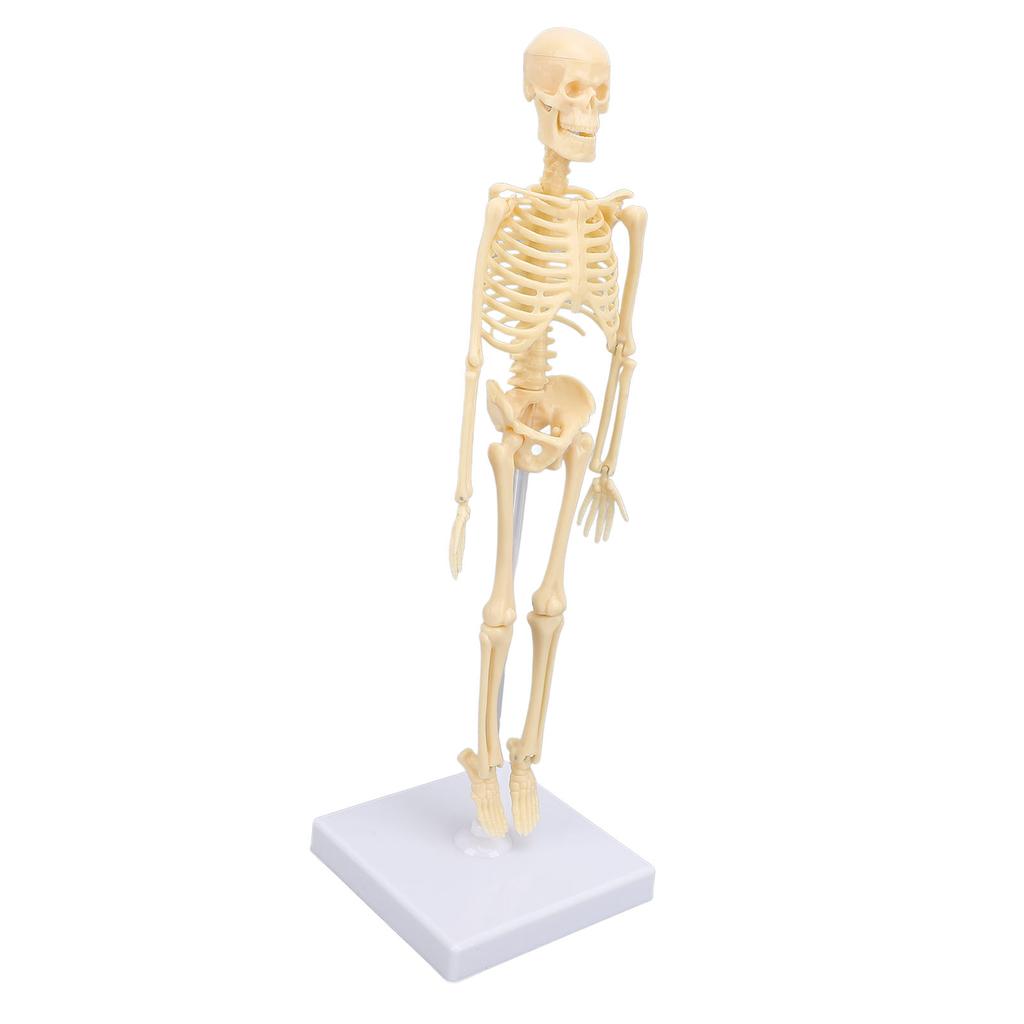 Human Skeleton Model Articulated Joint Removable Exquisite Craft Anatomy Human Body Skeleton Model for School Education Holiday Decoration