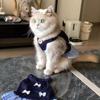 Korean Style Dog Princess Skirt Breathable Cat Bow Dress Comfort Pet Strap Dress  Pet Party