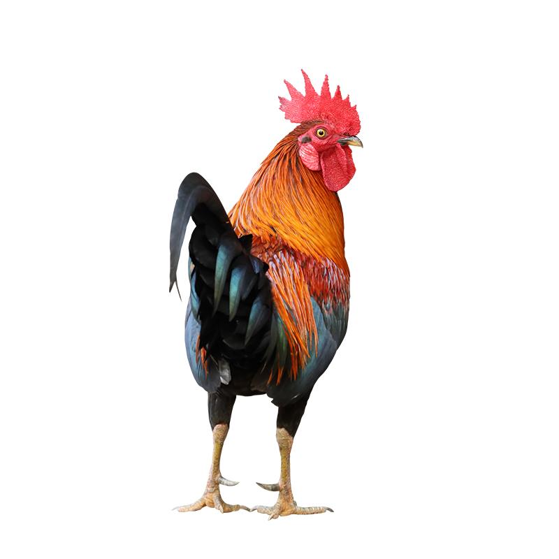 

Beautiful Big Cock Car Stickers Waterproof Vinyl Decals Auto Body Window Bumper Decor Motorcycle Helmet Stickers X12 F-15cm Longest Side