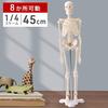 UPstore Mini Full Body Human Skeleton Model, 45cm 1/4 Scale Tabletop Model with 8 Movable Parts, Skull, Jaw, Shoulders, Elbows, Wrists, Hips, Knees, a