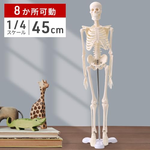 UPstore Mini Full Body Human Skeleton Model, 45cm 1/4 Scale Tabletop Model with 8 Movable Parts, Skull, Jaw, Shoulders, Elbows, Wrists, Hips, Knees, a