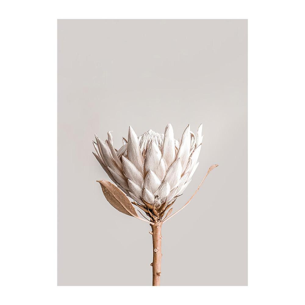 Bej Papură Păpădie Artă de Perete Pictură Floare Uscată Iarbă Plante Imprimeu pe Pânză Nisip Mână Poster Imagini de Perete Nordice Decor Acasă