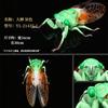 Realistic Insect Figure Collection Set Miniature Model With Detailed Sculpting Collectible Desk Display Decor Gift For Fans