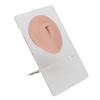 Silicone Belly Model 3D Piercing Practice Acupuncture Display Soft Belly Button Model for Teaching Medium Skin Color