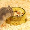 Non-slip Hamster Water Bowl Bite Resistant Pet Feeding Bowl  For Rats Hamster Guinea Pig