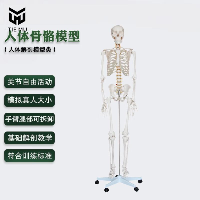 Анатомическая модель человеческого скелета в натуральную величину