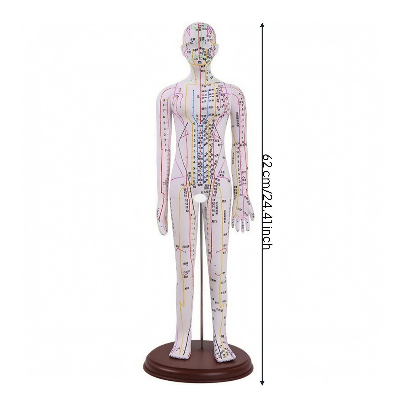 Acupuncture Model 62 Cm Meridian Mannequin