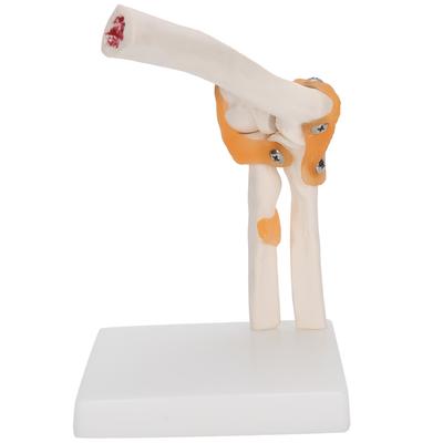 Dirsek Eklemi Modeli Gerçek Boyutunda Doğru Dirsek İskeleti Modeli Çalışma Sergileme Öğretim İçin