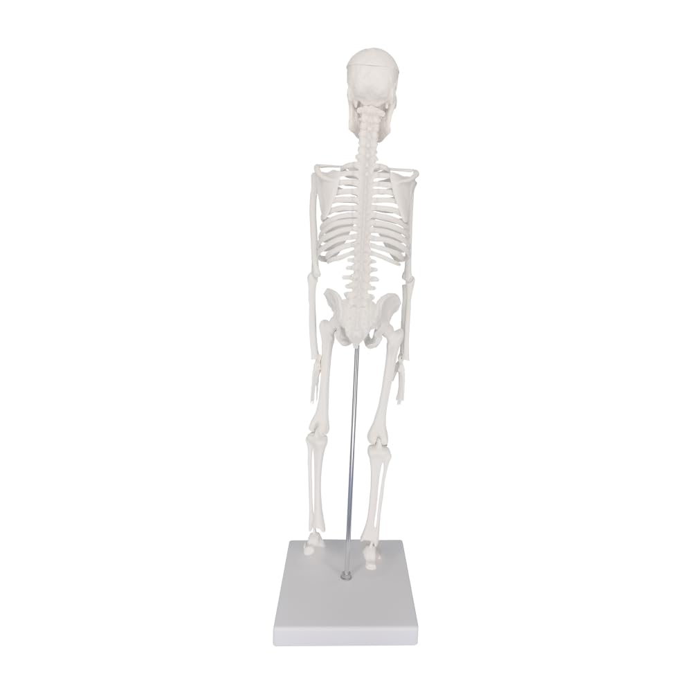 45cm (17") Mini Human Skeleton Model with Movable Arms and Legs, Scientific Model for Studying the Basic Details of the Human Skeletal System