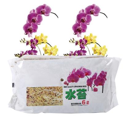 Phalaenopsis Orkidesi İçin 12L Sphagnum Yosunu Nemlendirici Gübre