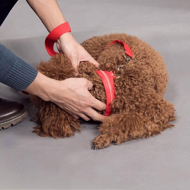 Brightly Colored Led Dog Collar Rechargeable Light-up Neckband For All Size Dogs