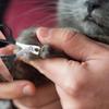 Cat Nail Scissors PetDog Nail Clippers Toe Claw Trimmer Professional Pet Grooming Products Sharps Angled Blade Tool