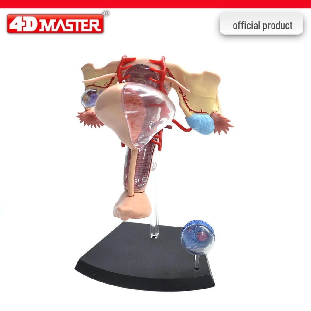 4D Knee Joint Ligament Anatomy Model for Medical Teaching