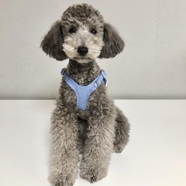 Melting Look Dog Pastel Cotton Harness Night Reflective Leash Set, Blue, 1 Piece