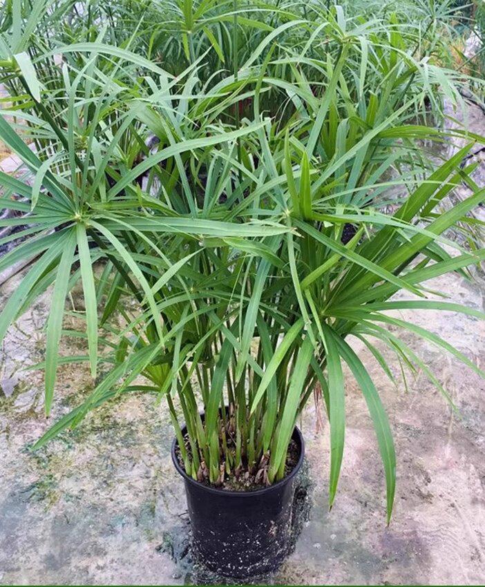 Hydroponic Lucky Bamboo and Aquatic Grass for Fish Tanks and Ponds