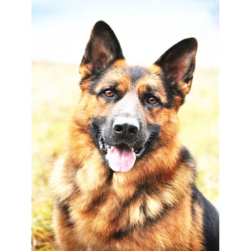 5D DIY Diamant Malerei Hund voller Runde Diamant Stickerei Tier Mosaik Strass Kit Dekor für Zuhause