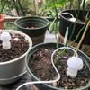 4X Ceramic Self Watering Spikes Automatic Plants Drip Irrigation Watering System