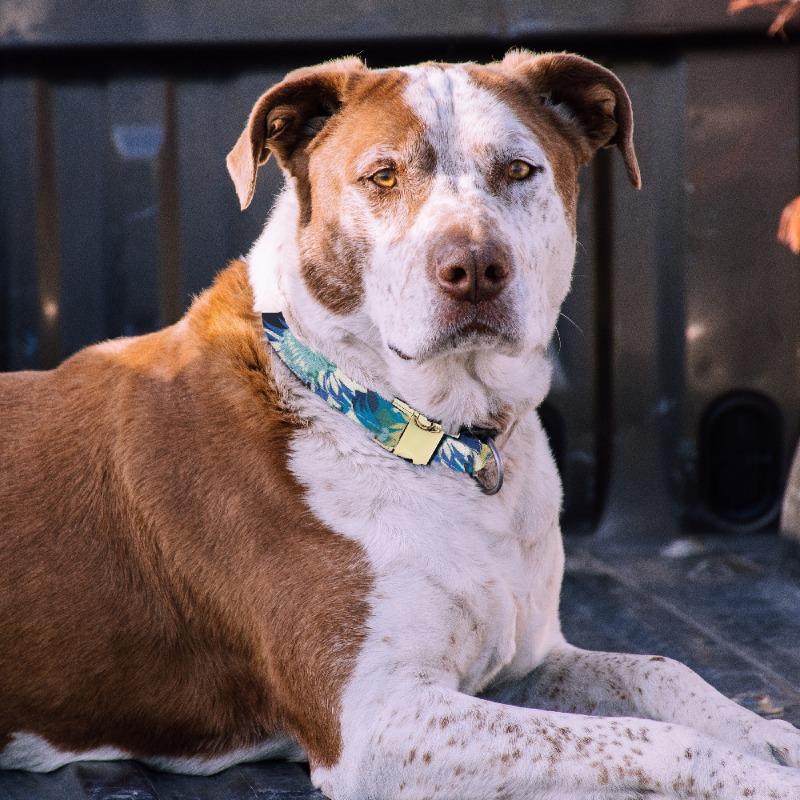 Blumen-Metallgravur Individuelles Haustierhalsband Leine für mittelgroße große Hunde Katzen