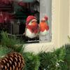 Festive Small Bird Window & Wall Stickers: Glass & Flat Surface Self-Adhesive Christmas Decorations