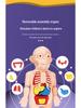 DIY Human Organ Model Kit: STEM Science Toys for Kindergarten Early Education