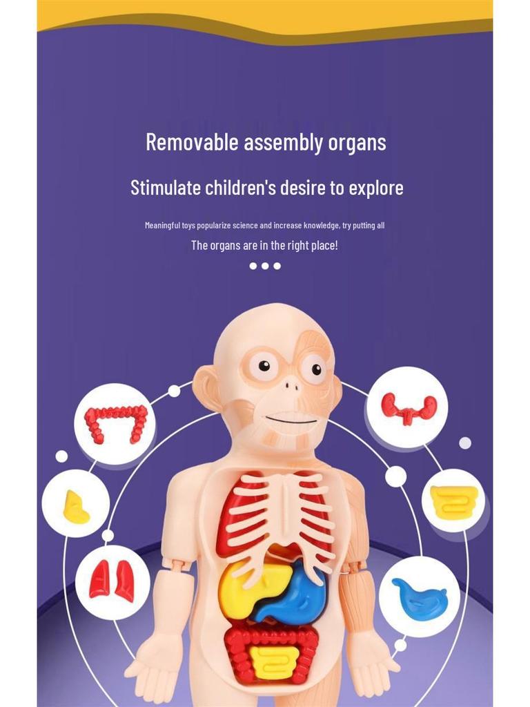 DIY Human Organ Model Kit: STEM Science Toys for Kindergarten Early Education