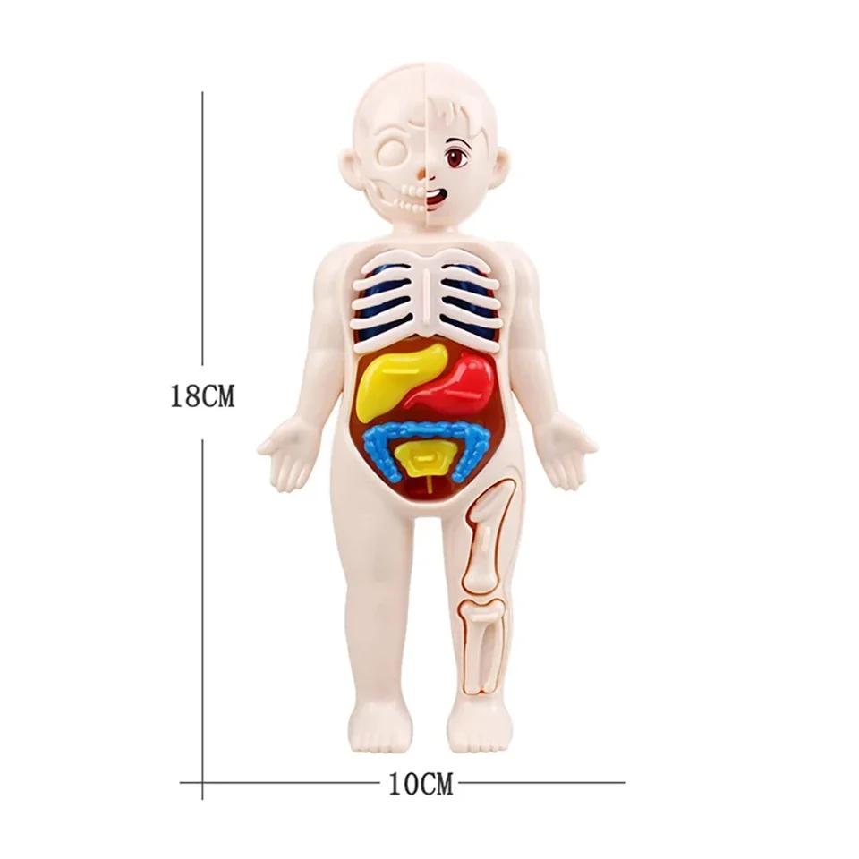 Children Biology Science Toy Human Body Organ Anatomy Model DIY Assembled Medical Toys Teaching Tools for Kids Learning