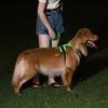 Adjustable Luminous Pet Chest Strap Light Up Dog Glow Vest LED Dog Harness  for Night Walking