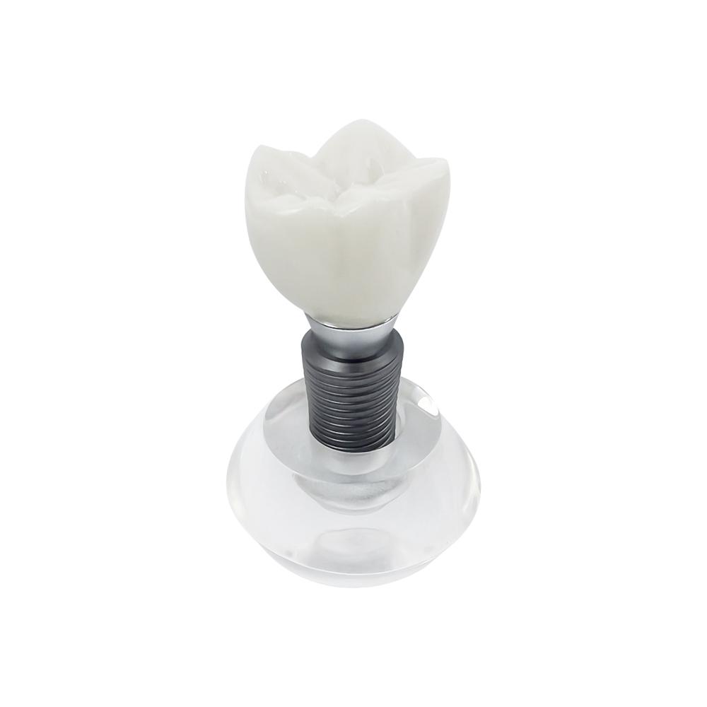 Clear Implant Denture Model Crystal Dental Implant Teeth Model Crown Typodont Structure For Teaching Studying Practice Training