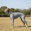 Pet Sweater Warm Dog Jumpsuit Elastic Soft Dog Four Legged Clothes Comfortable Cold-Proof Pet Turtleneck Clothes Daily Walk