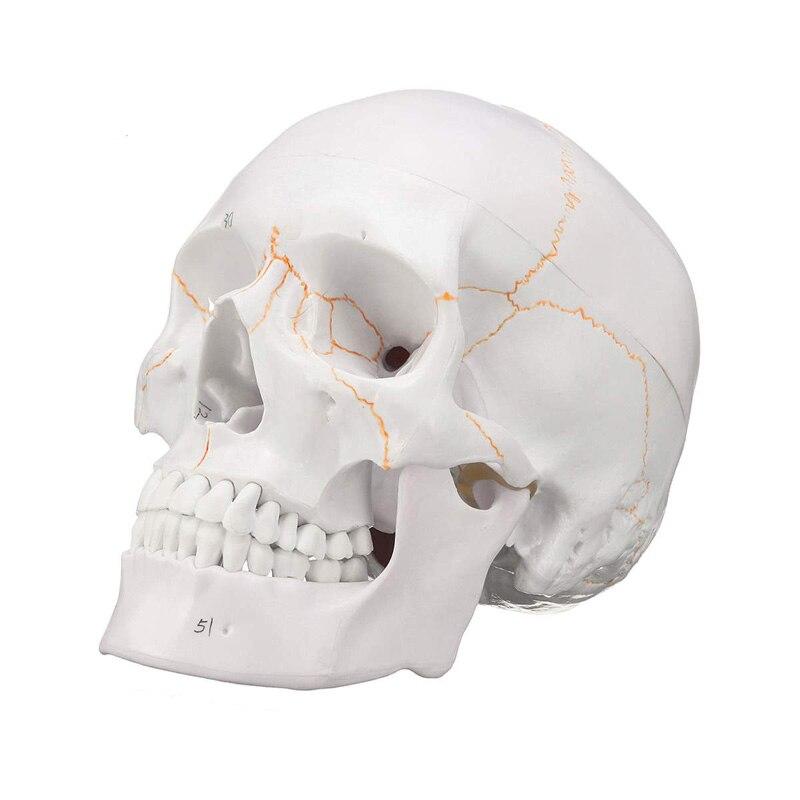 Buy 1:1 Disassembled Adult size Skull 
