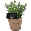 Artificial Plants - GENERIC - AH012 - Terracotta Pot - Rosemary Color - 20.4 Cm