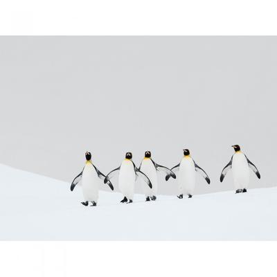 Ben Cranke Kungspingviner Tryck