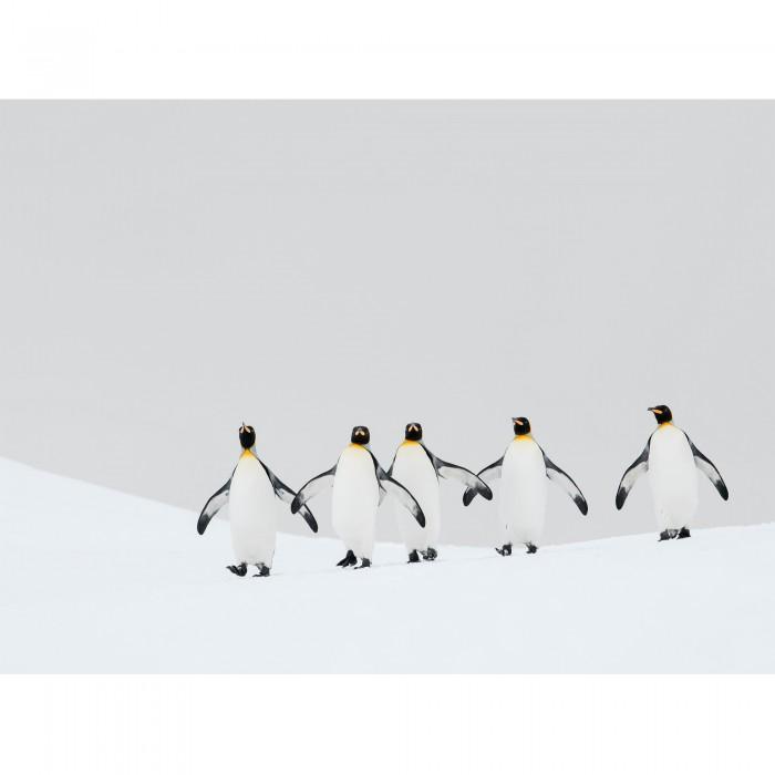Ben Cranke King Penguins Print