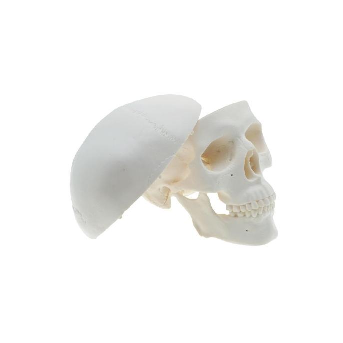 Mini Skull Anatomy Model for Studying - Human Skull Model, Small Plastic Head Bones for Artists Drawing - QREBYQ Anatomy Skull Model