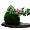Moss Design Flowerpot Succulent Plant Container Home Garden Cafe Decoration