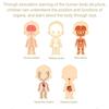 DIY Mannequin Science Cognitive Puzzle Toy Transparent Kid Skeleton Model  Birthday Kids Gift